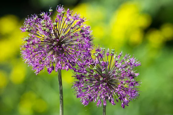 Nahaufnahme Blühende Zierzwiebeln Auf Grünem Gras Frühlingsgarten — Stockfoto