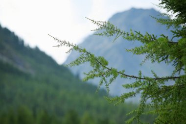 Sayan Dağları 'nın arka planında yakın plan yeşil tarla dalı odak noktası değil