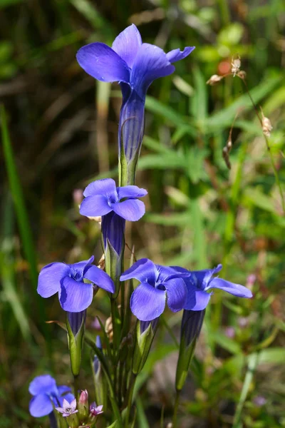 Macro Hermosas Flores Púrpuras Fondo Hierba Verde Las Montañas Sayan — Foto de Stock