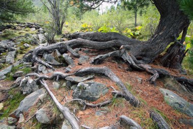 Yazın kozalaklı ormanda yere yakın ağaç kökleri.