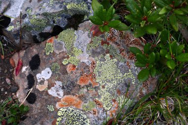 Sayan Dağları 'ndaki kayalıklarda ve yeşil çimlerde güzel renkli yosunlar.