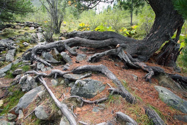 Yazın kozalaklı ormanda yere yakın ağaç kökleri.