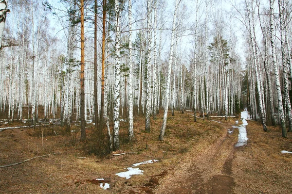 Krajina Nečistoty Silnice Sněhem Břízovém Lese Začátku Jara — Stock fotografie