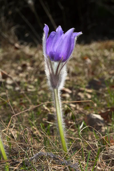 Macro Bello Delicato Viola Fiori Bucaneve Nella Foresta Primaverile — Foto Stock