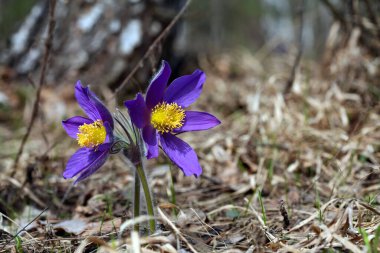 Bahar ormanında güzel, narin, mor bir çiçek damlası.