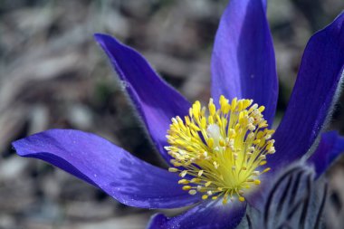 Bahar ormanında güzel, narin, mor bir çiçek damlası.