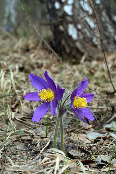 Macro Belles Fleurs Violettes Délicates Chute Neige Dans Forêt Printemps — Photo