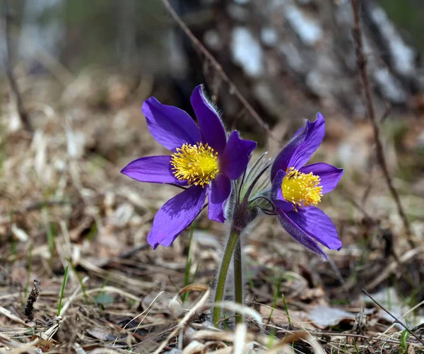 Makró Gyönyörű Finom Lila Virágok Hóvirág Tavaszi Erdőben — Stock Fotó