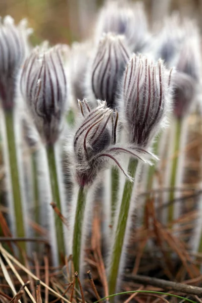 Makro Vacker Delikat Lila Blommor Snöfall Vårskogen — Stockfoto
