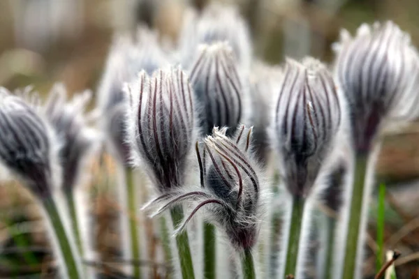 Makro Schöne Zarte Lila Blüten Schneeglöckchen Frühlingswald — Stockfoto