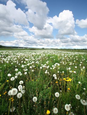 Güneşli bir günde mavi gökyüzünde karahindiba ve beyaz kabarık bulutlardan oluşan yaz manzarası çayırı.
