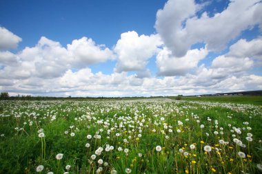 Güneşli bir günde mavi gökyüzünde karahindiba ve beyaz kabarık bulutlardan oluşan yaz manzarası çayırı.