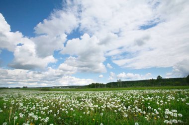 Güneşli bir günde mavi gökyüzünde karahindiba ve beyaz kabarık bulutlardan oluşan yaz manzarası çayırı.