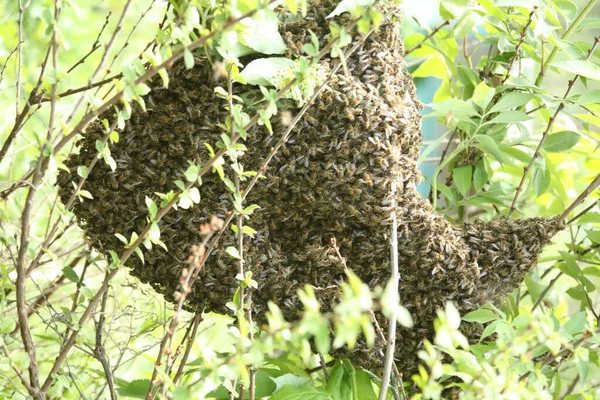 Ένα Σμήνος Μελισσών Που Κρέμονται Από Ένα Δέντρο Στον Κήπο — Φωτογραφία Αρχείου