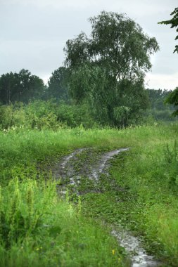 Bulutlu bir günde, yaprak döken ormandaki toprak yol.