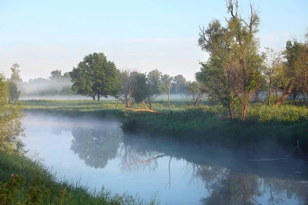 夏の風景早朝森の近くの川で — ストック写真