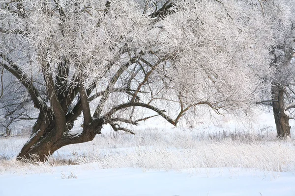 Winter Landscape Snow Covered Fields Trees River Early Misty Morning — Stock Photo, Image