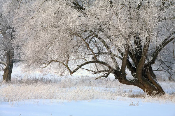 Paisaje Invernal Campos Cubiertos Nieve Árboles Río Mañana Brumosa Temprano — Foto de Stock