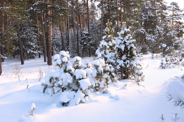 Χειμερινό Τοπίο Του Χιονισμένου Πευκοδάσους Νωρίς Πρωί — Φωτογραφία Αρχείου