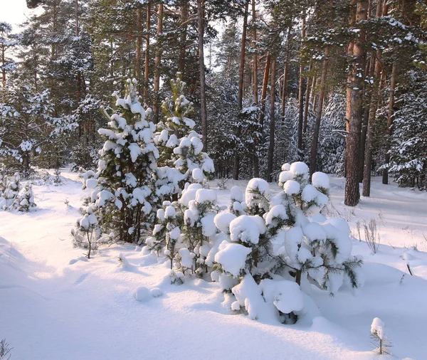 Vinterlandskapet Snötäckt Tallskog Tidigt Morgonen — Stockfoto