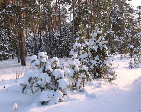 Vinterlandskapet Snötäckt Tallskog Tidigt Morgonen — Stockfoto