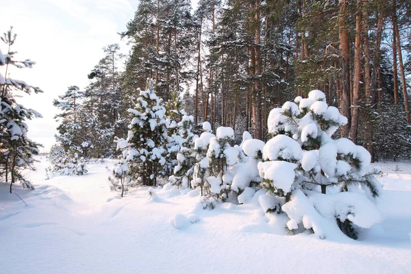 早朝の雪に覆われた松林の冬の風景 — ストック写真