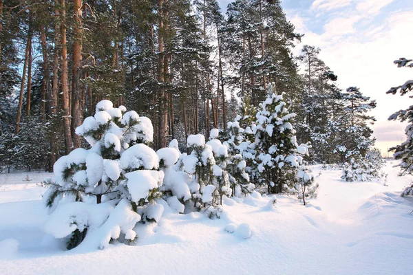 早朝の雪に覆われた松林の冬の風景 — ストック写真