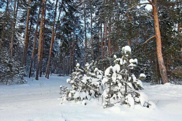 早朝の雪に覆われた松林の冬の風景 — ストック写真