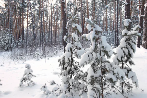 Zimní Krajina Zasněženého Borového Lesa Časných Ranních Hodinách — Stock fotografie