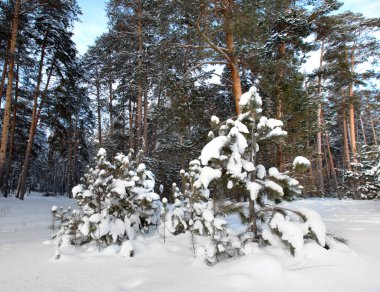 Sabahın erken saatlerinde karla kaplı çam ormanlarının kış manzarası