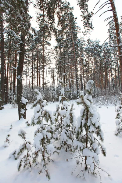 早朝の雪に覆われた松林の冬の風景 — ストック写真