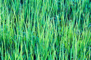 Güneşli bir öğleden sonra çayırdaki yeşil çimlerin makro dokusu