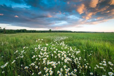 Yaz çayırlarında gün batımında papatyaların yakın çekimi 