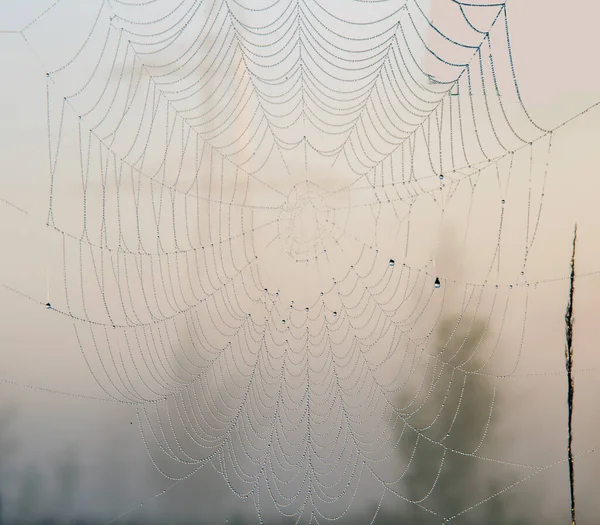 근처의 안개낀 날씨에 거미줄을 클로즈업 — 스톡 사진
