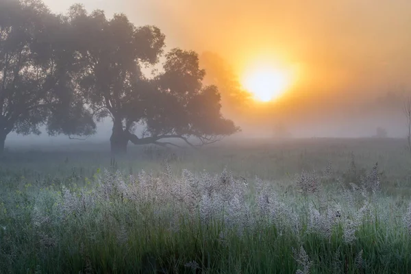 Летний Пейзаж Густой Туман Дубовой Роще Возле Реки Восходе Солнца — стоковое фото