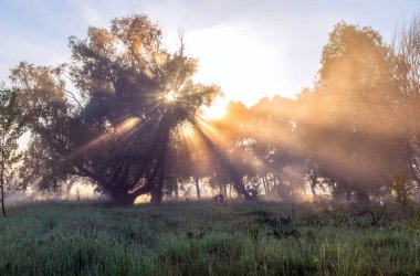 Yaz manzarası, güneş doğarken nehrin yakınındaki meşe korusunda yoğun sis.