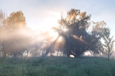 Yaz manzarası, güneş doğarken nehrin yakınındaki meşe korusunda yoğun sis.
