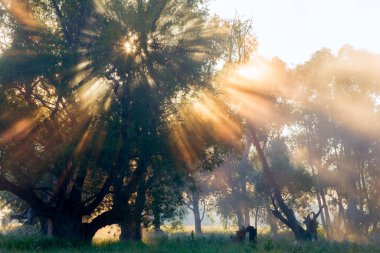 Yaz manzarası, güneş doğarken nehrin yakınındaki meşe korusunda yoğun sis.