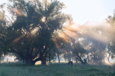 Yaz manzarası, güneş doğarken nehrin yakınındaki meşe korusunda yoğun sis.