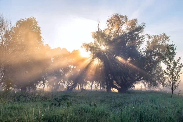 Nyári Táj Sűrű Köd Tölgyfa Ligetben Folyó Közelében Napkeltekor — Stock Fotó