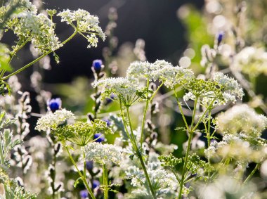 Yaz çayırlarında gün batımında yabani çiçeklerin yakın çekimi