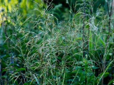Güneşli bir öğleden sonra çayırdaki yeşil çimlerin makro dokusu