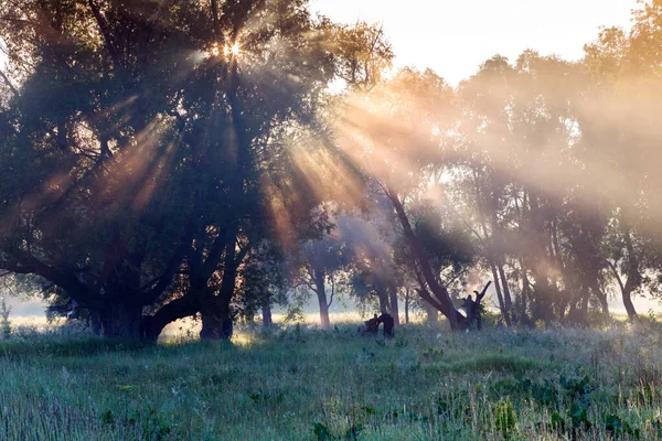Nyári Táj Sűrű Köd Tölgyfa Ligetben Folyó Közelében Napkeltekor — Stock Fotó