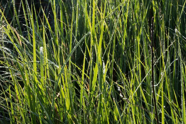 Makrotextur Aus Grünem Gras Auf Einer Sommerwiese Einem Sonnigen Nachmittag — Stockfoto