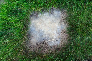 Parlak yeşil çimlerde, güneş ışığında düz süslü taşın yakın çekimi 