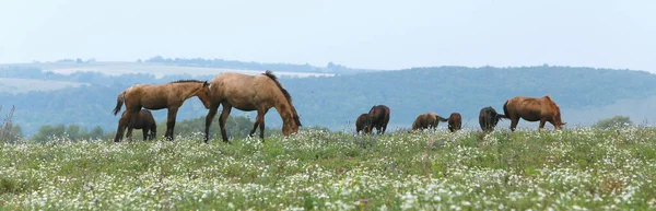 Belo Rebanho Paisagem Verão Cavalos Pasto Dia Nublado — Fotografia de Stock