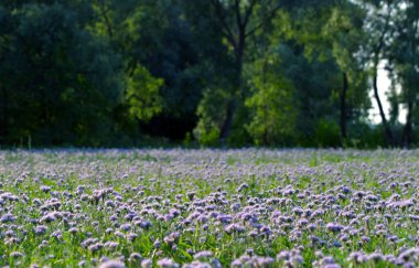 # Mor yabani çiçeklerin yakın plan çekimi # # Gün ışığında çayırda # 