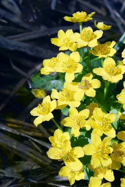 Close Από Φωτεινά Κίτρινα Λουλούδια Marigold Στο Βάλτο Την Άνοιξη — Φωτογραφία Αρχείου