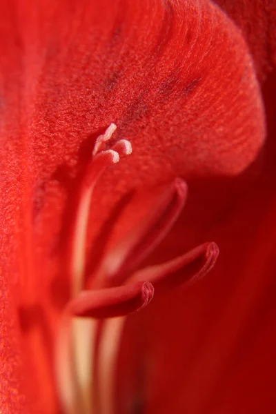 Makro Tekstura Jasnoczerwonego Kwiatu Świetle Słonecznym — Zdjęcie stockowe