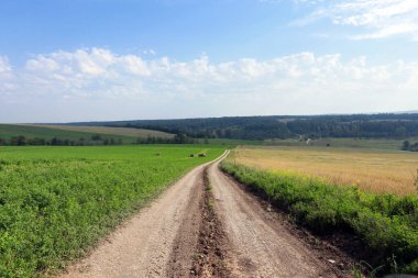 Bulutlu bir günde çayırların ve ormanların arasındaki toprak yol.